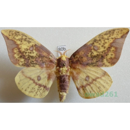 Eacles imperialis (Drury, 1773) male ex. ovo Argentina 84mm80b